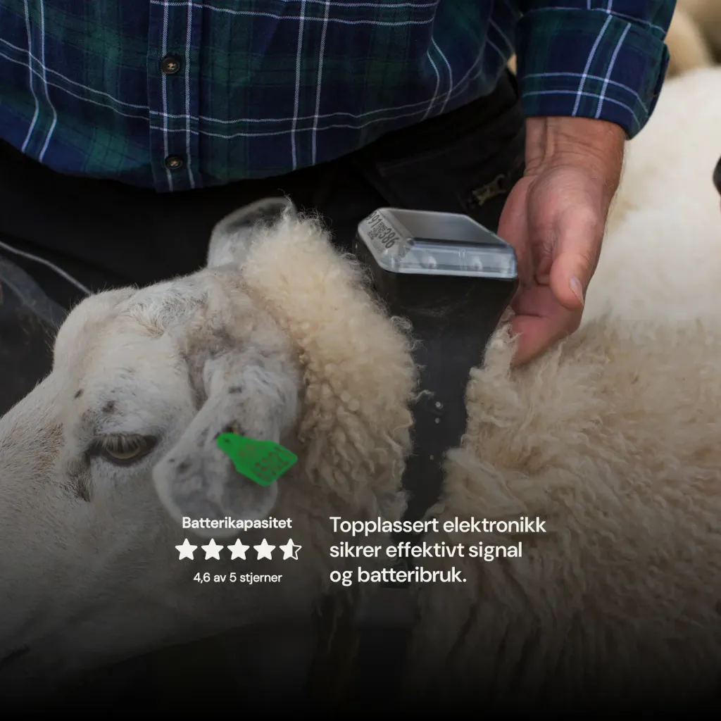 sheep4.webp